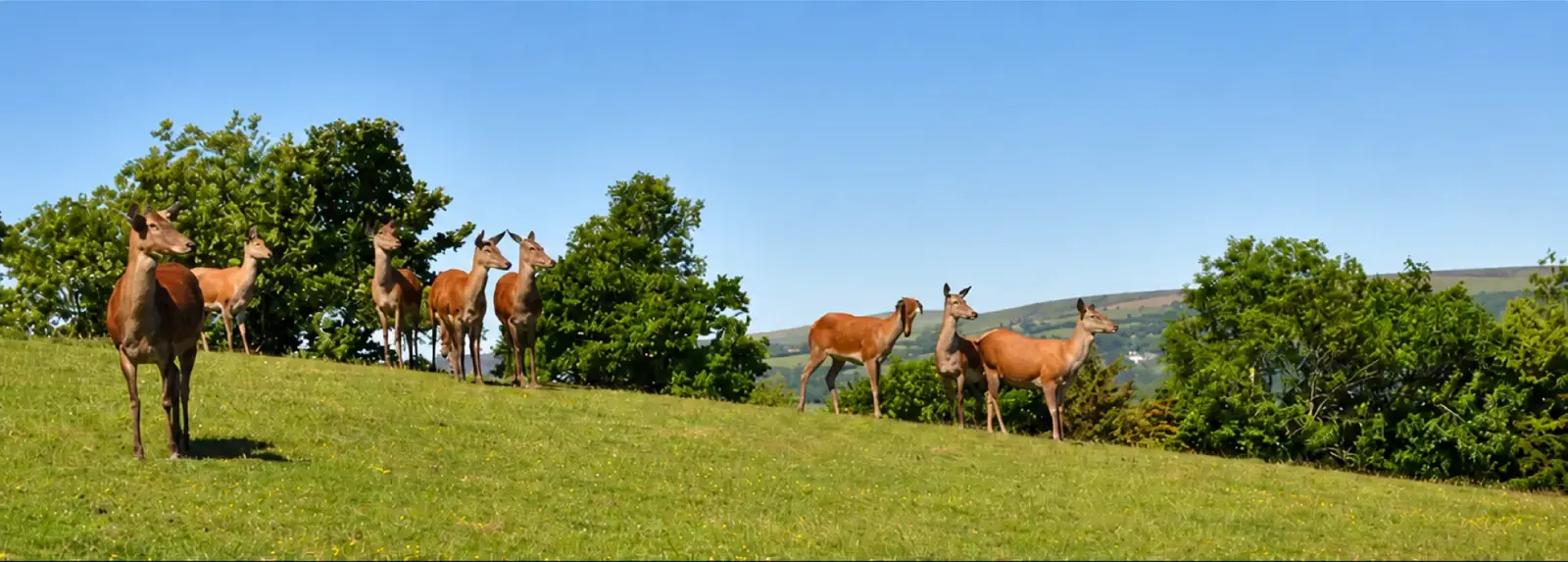 Red deer standing in a sunlit field on the edge of Dartmoor